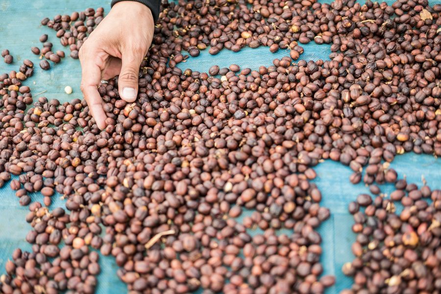 biji kopi asli Indonesia
